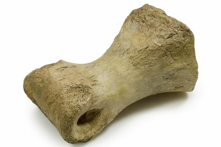 Rare Tyrannosaurus rex (T-Rex) Toe Bone Fossil - Wyoming #382411
